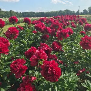 Meet your Posher, Zankhana